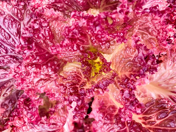 Czerwona sałata świeże liście sałaty makro tekstury — Zdjęcie stockowe