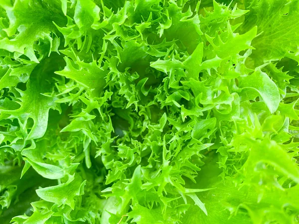 Zieloną sałatę świeże liście sałaty — Zdjęcie stockowe