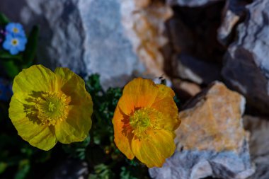 Dağlardaki güzel Papaver alpinyum çiçekleri, yaklaşın.