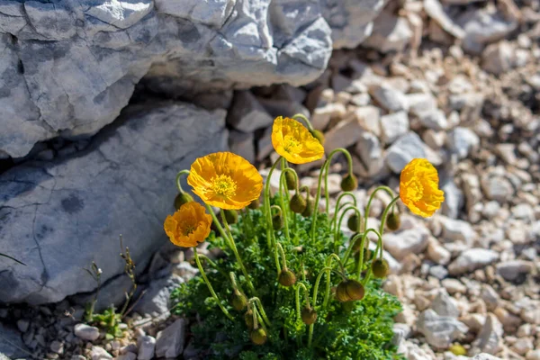 Fleurs Alpinum Papaver Orange Dans Les Montagnes — Photo