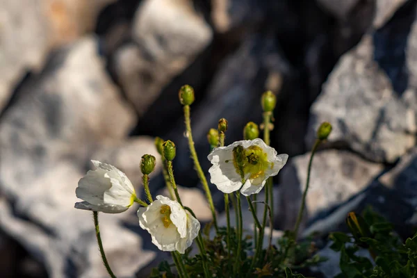 White Papaver Alpinum Flowers Mountains — Stock Photo, Image