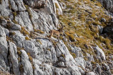 Ibex 'in ailesi yüksek dağlarda