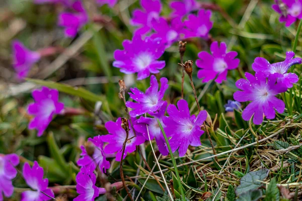 Piuttosto Fiori Primula Wulfeniana — Foto Stock