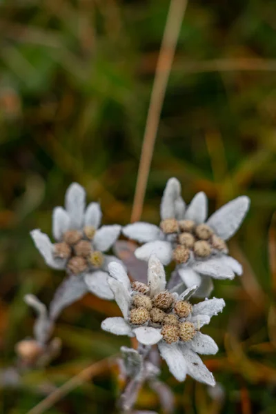 Quelques Edelweiss Dans Les Montagnes — Photo