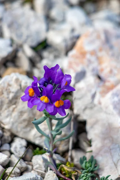 Linaria Alpina Bonita Nas Montanhas — Fotografia de Stock