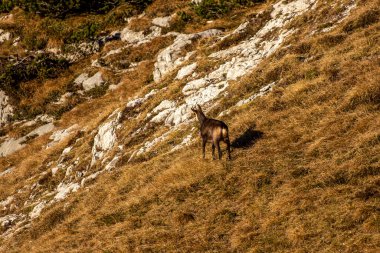 Turuncu çimlerde, dağlarda güveci