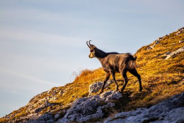 Güneşli Chamois kayaların üzerinde duruyor.