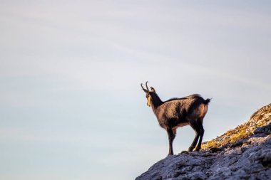 Chamois sabah vakti kayanın üstünde duruyor.