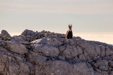 Buzlu güveç, kameraya doğru bakıyor.