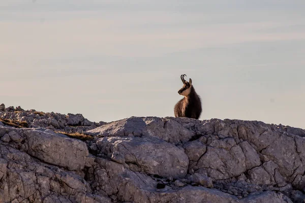 Chamois Höga Berg Morgontid — Stockfoto