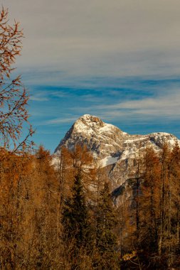 Triglav tepeli karaçam ağaçları
