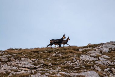 Chamoise 'lar sabah vakti kayanın üstünde duruyor.