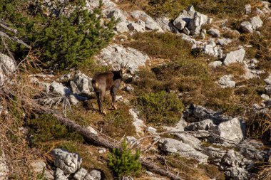 Turuncu otlaktaki güveç, sabah vakti.