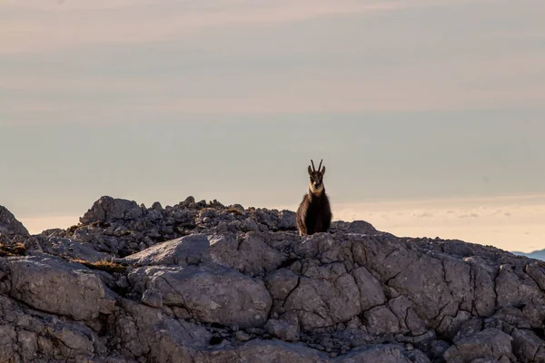 Chamois Wysokich Górach Bohinj — Zdjęcie stockowe