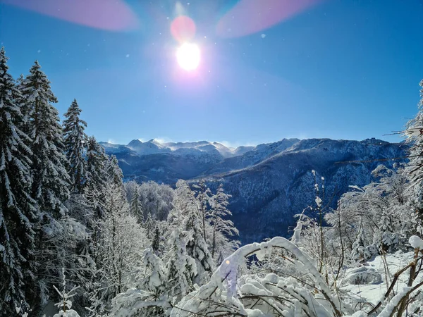 雪に覆われた森 澄んだ空 — ストック写真