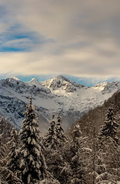 Fichtenwald Mit Bergen Hintergrund — Stockfoto