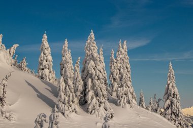 Dağlarda çam ağaçları
