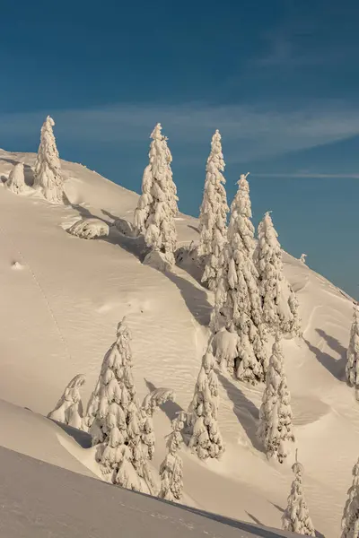山の中の雪に覆われた木を発芽させる — ストック写真