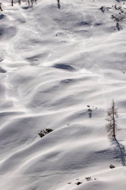Dağlarda karla kaplı karaçam ağaçları