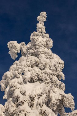 Karla kaplı ladin ağaçları.