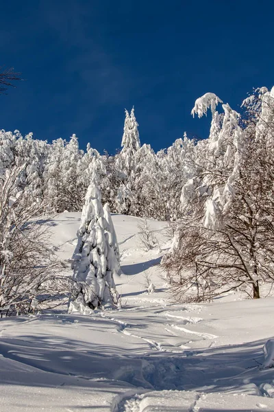 山の雪に覆われた木の芽 — ストック写真