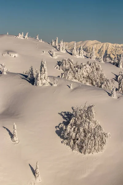 Alberi Abete Ricoperti Neve Montagna — Foto Stock