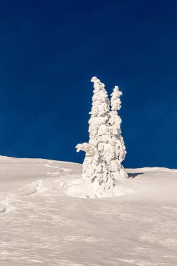 Karla kaplı çam ağacı.