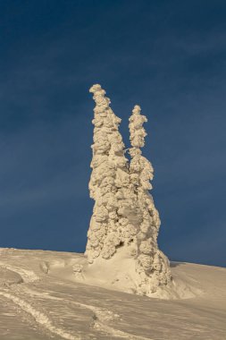 Dağlarda karla kaplı ağaçlar