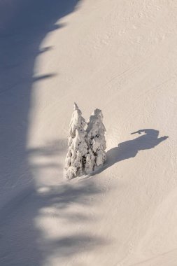 Şiddetli karla kaplı ağaçlar