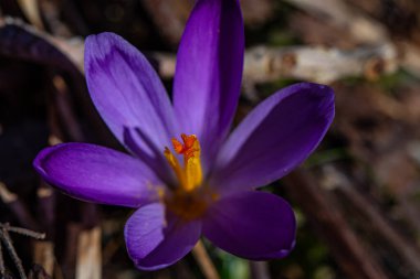 Crocus bitkisi tüm güzelliğiyle