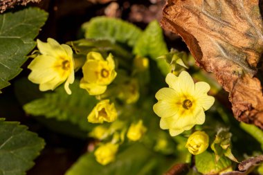 Ormanda bir avuç çuha çiçeği, yakın.