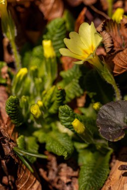 Ormanda bir demet çuha çiçeği, sabah