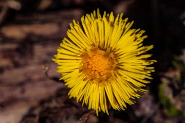 Ormanda Coltsfoot çiçeği