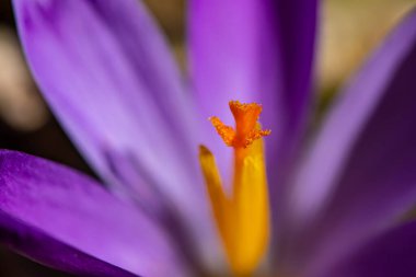 Ormandaki timsah bitkisi, makro