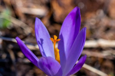 Crocus bitkisi tüm güzelliğiyle, yaklaş.