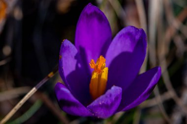 Ormandaki timsah bitkisi, kapat.