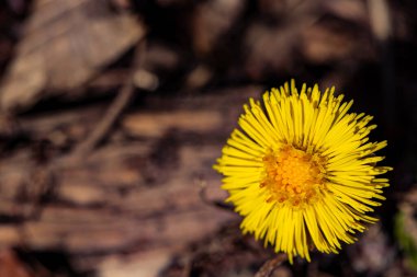 Ormanda büyüyen Coltsfoot