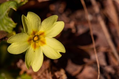 Ormanda çuha çiçeği, makro çekim.