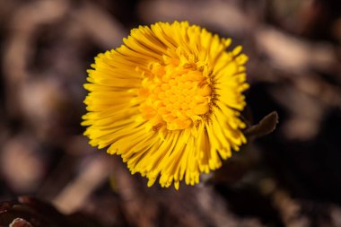 Ormanda Coltsfoot çiçeği