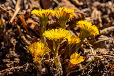 Ormanda Coltsfoot çiçekleri