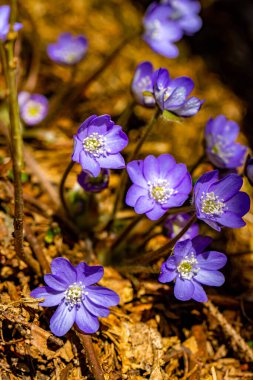 Ormandaki Hepatica çiçekleri, yaklaşın