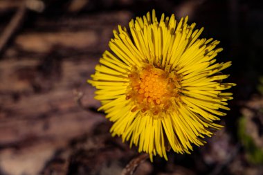 Ormandaki Coltsfoot çiçeği, makro