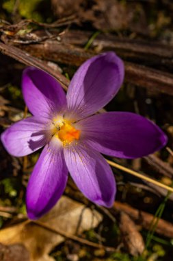 Ormandaki timsah bitkisi, makro