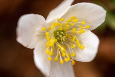 Isopyrum thalictroides bitkisi ormanda, makroda yetişiyor