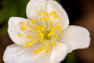 Isopyrum thalictroides ormandaki bitki, makro