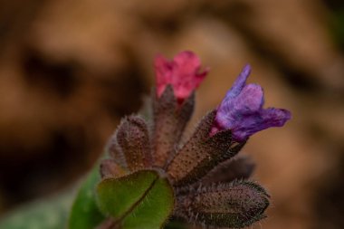 Pulmonaria australis bitkisi ormanda, makroda yetişiyor.