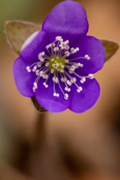 Ormanda Hepatica çiçekleri, makro