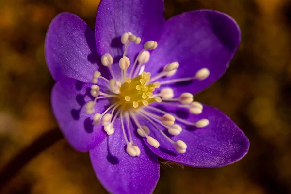 Hepatica Virág Erdőben — Stock Fotó