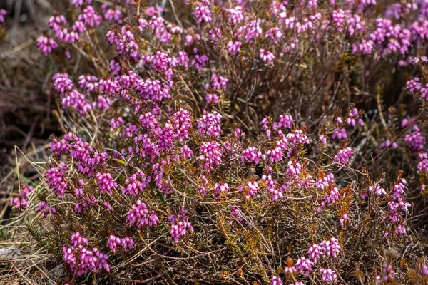 Erica Carnea Rośnie Górach Zbliżenie — Zdjęcie stockowe