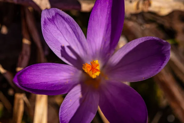 Krokuspflanze Wald Makro — Stockfoto